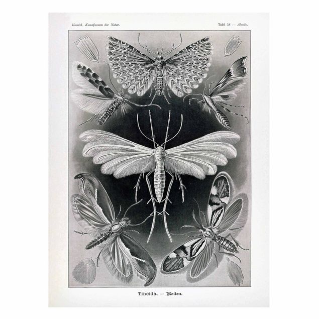 Cuadros de mariposas y flores Vintage Board Moths And Butterflies