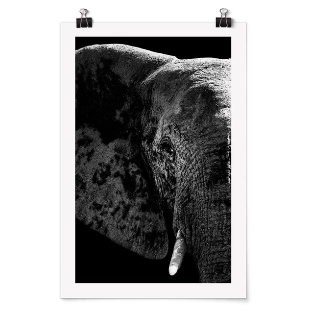 Póster animales African Elephant black and white