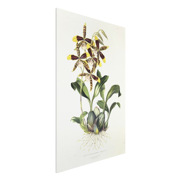 Cuadros de orquideas Maxim Gauci - Orchid II