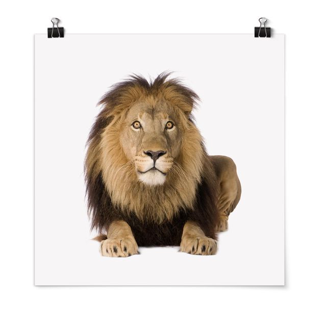 Póster de animales King Lion ll