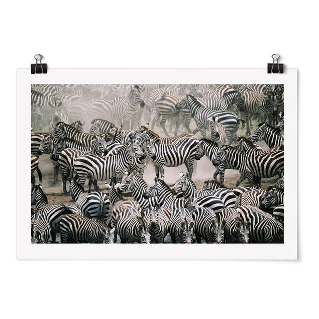 Póster de animales Zebra Herd