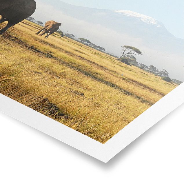 Póster de paisajes Elephants In Front Of The Kilimanjaro In Kenya