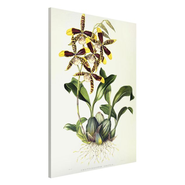 Cuadros de orquideas blancas Maxim Gauci - Orchid II