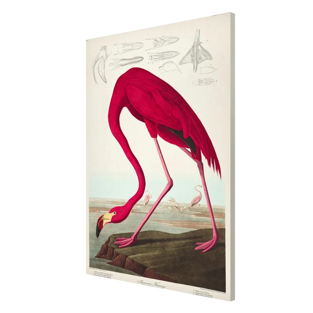 Cuadros de plantas naturales Vintage Board American Flamingo