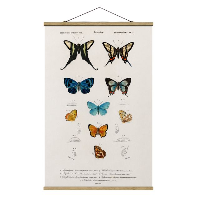 Cuadros vintage Vintage Board Butterflies I