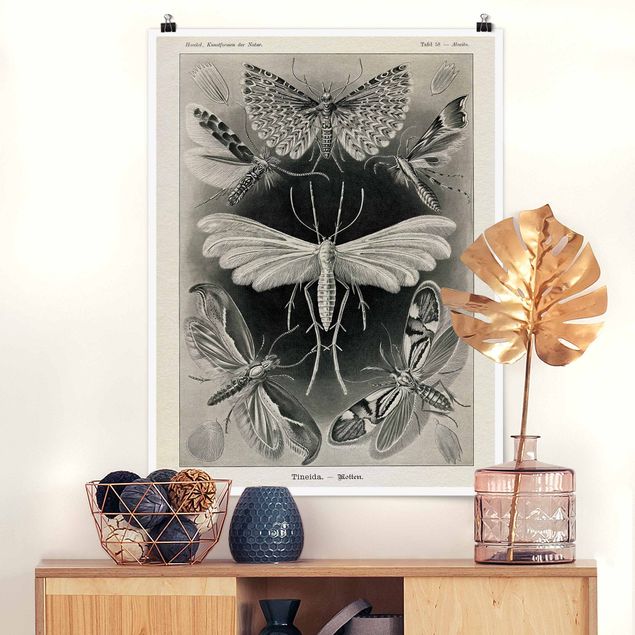Decoración de cocinas Vintage Board Moths And Butterflies