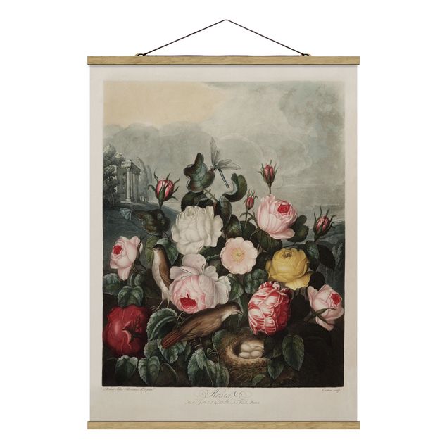 Cuadros de amor Botany Vintage Illustration Of Roses