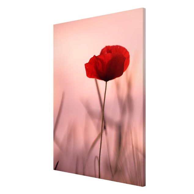 Tableros magnéticos flores Poppy Flower In Twilight