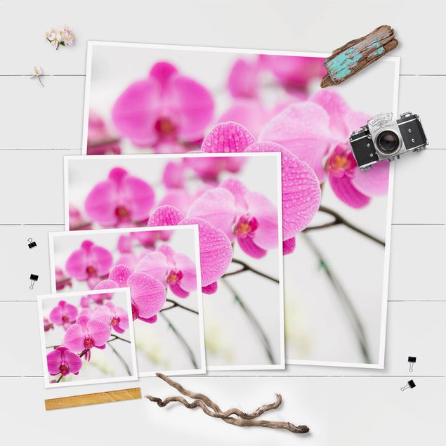 Láminas decorativas Close-Up Orchid