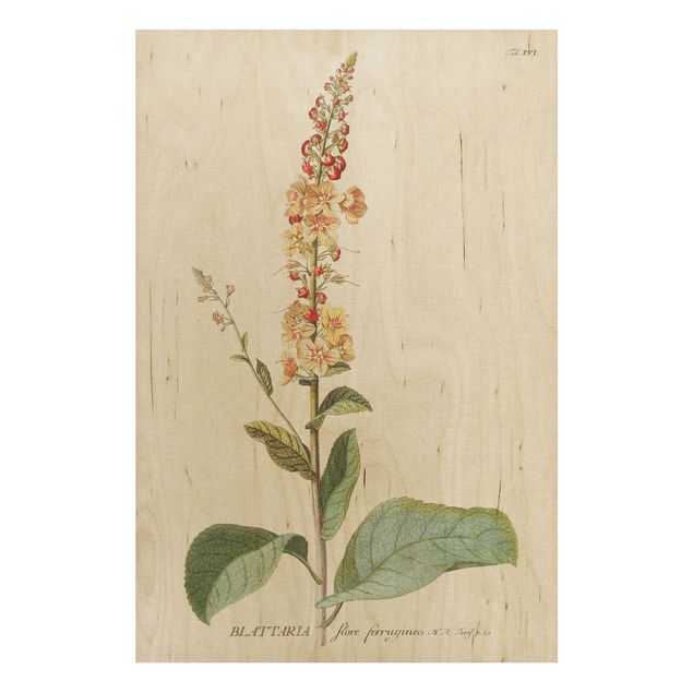 Cuadros de madera flores Vintage Botanical Illustration Mullein
