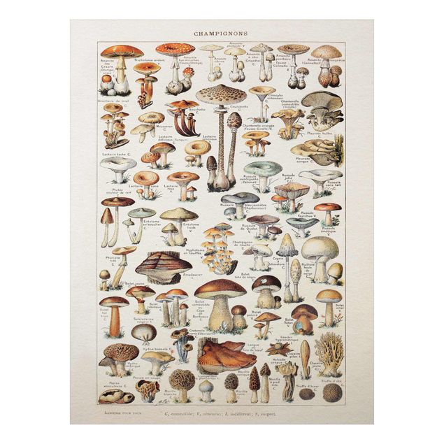 Cuadros plantas Vintage Board Mushrooms