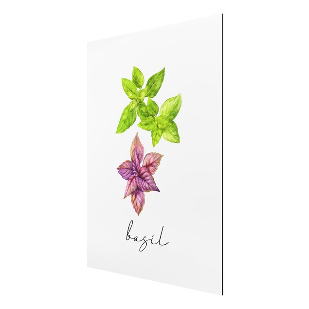 Cuadros plantas Herbs Illustration Basil