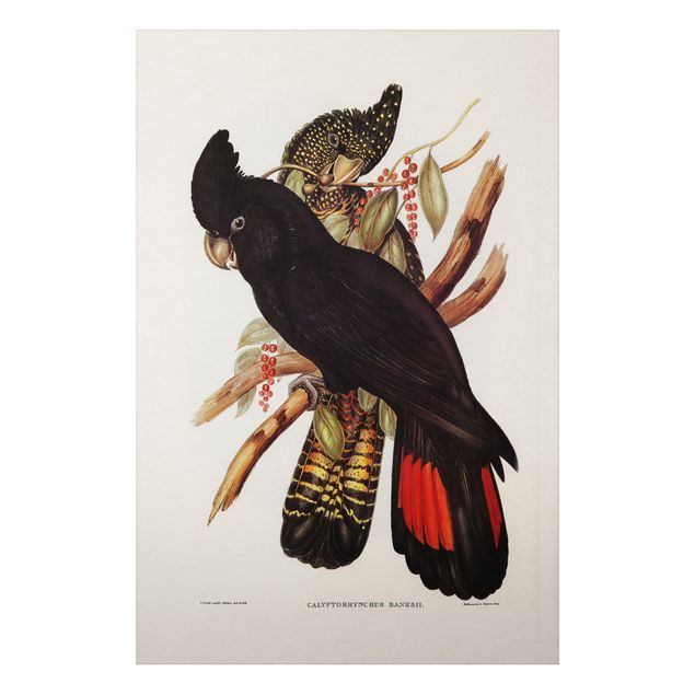 Cuadros de plantas naturales Vintage Illustration Black Cockatoo Black Gold
