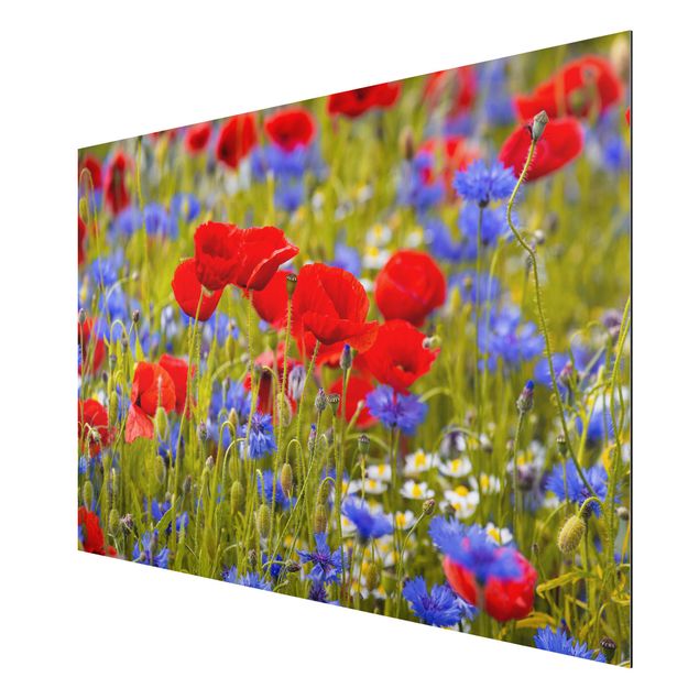 Cuadros de plantas Summer Meadow With Poppies And Cornflowers