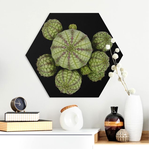 Decoración de cocinas Euphorbia - Spurge Urchins