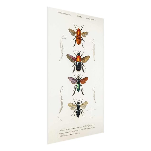 Cuadro vintage Vintage Board Insects
