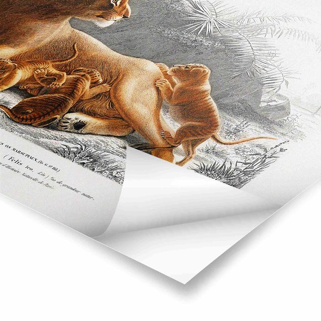 Cuadros amarillos Vintage Board Lioness And Lion Cubs
