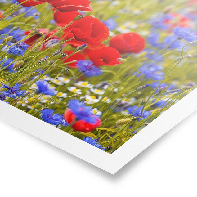 Póster cuadros famosos Summer Meadow With Poppies And Cornflowers