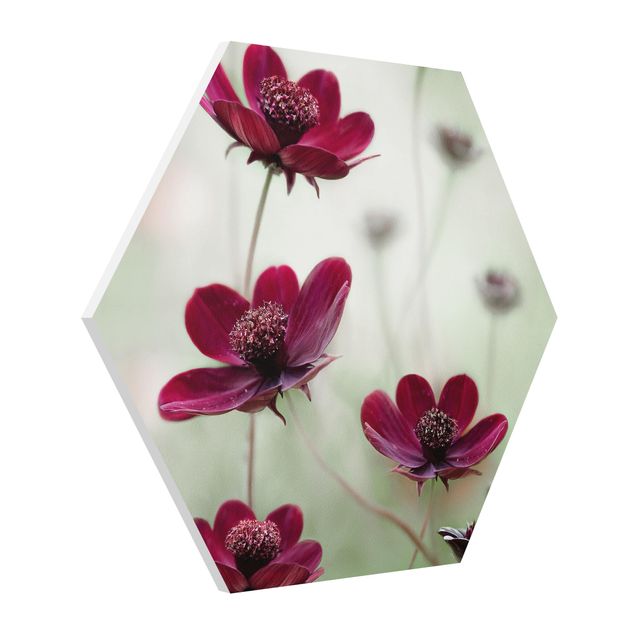 Cuadros modernos y elegantes Pink Cosmos Flower
