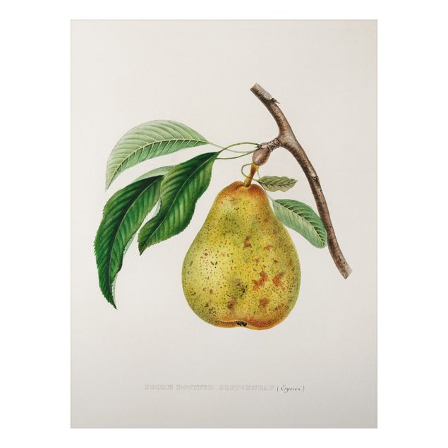 Cuadros frutas Botany Vintage Illustration Yellow Pear