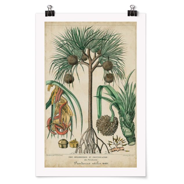Cuadros plantas Vintage Board Exotic Palms I