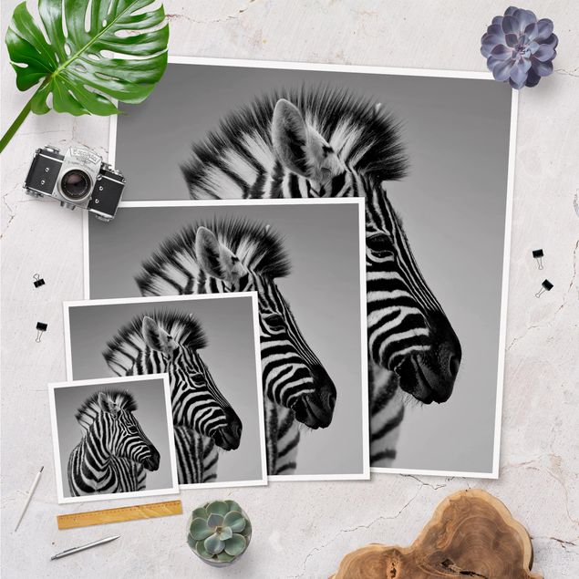 Cuadros modernos Zebra Baby Portrait II