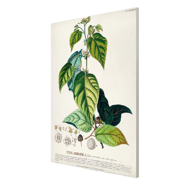 Cuadros de plantas naturales Vintage Botanical Illustration Cocoa