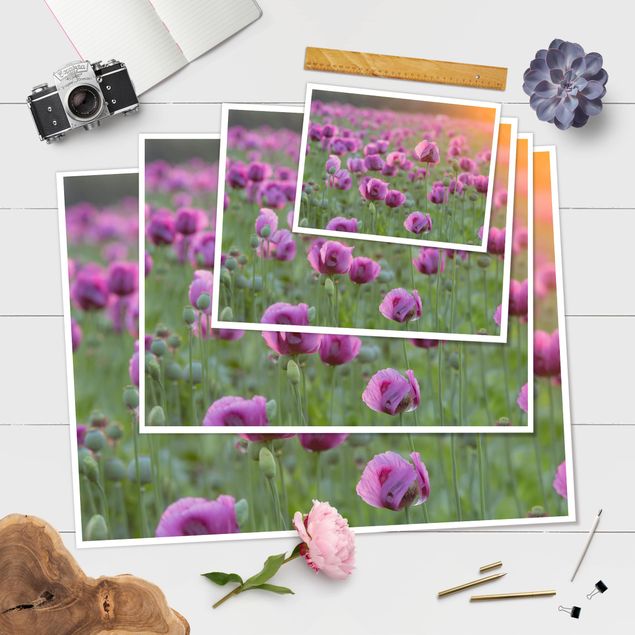 Cuadros Purple Poppy Flower Meadow In Spring