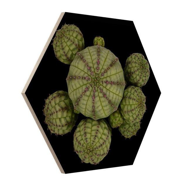 Cuadros hexagonales Euphorbia - Spurge Urchins