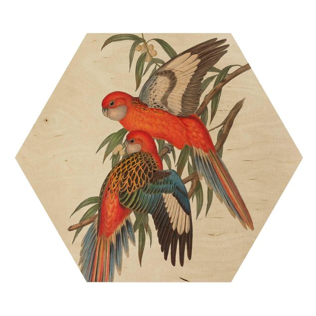 cuadros hexagonales Tropical Parrot I