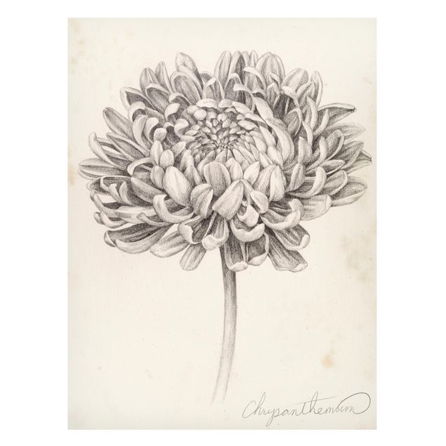 Tableros magnéticos flores Botanical Study Chrysanthemum II