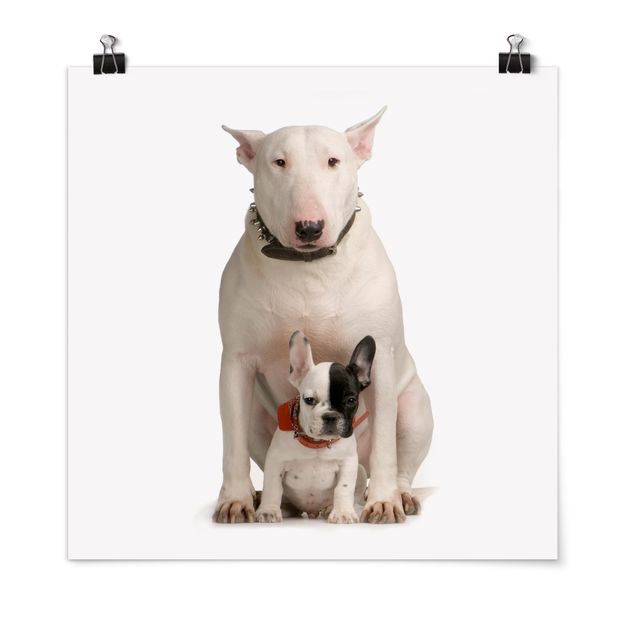 Póster animales Bull Terrier and Friend