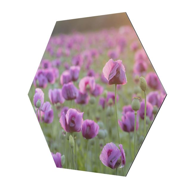 Cuadros morados Purple Poppy Flower Meadow In Spring