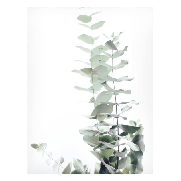 Tableros magnéticos flores Eucalyptus In White Light