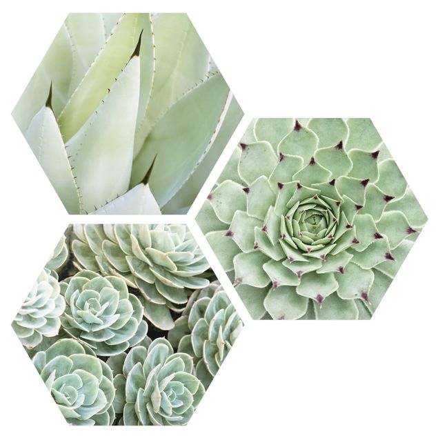 Cuadros decorativos modernos Agave And Succulents Trio