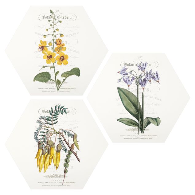 Cuadros retro vintage Botanical Tableau Set I