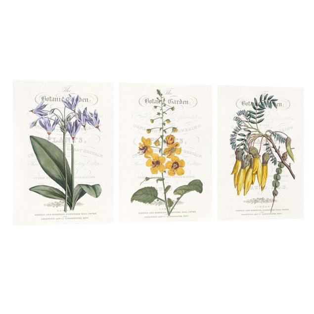 Cuadros de flores Botanical Tableau Set I