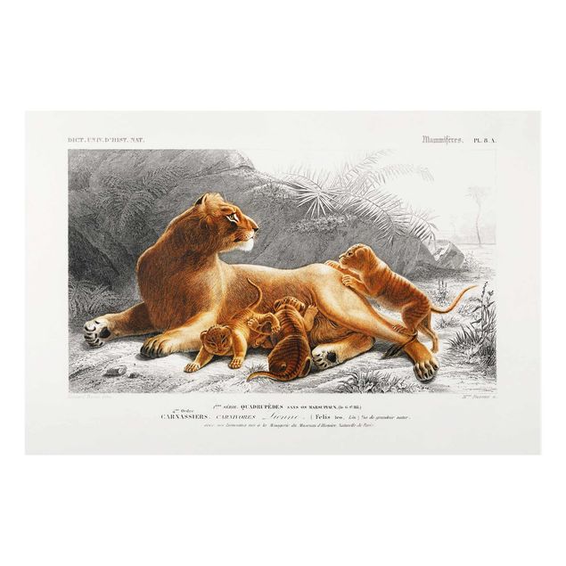 Cuadros de cristal animales Vintage Board Lioness And Lion Cubs
