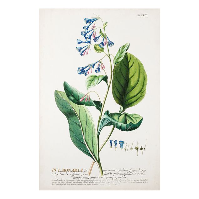 Cuadro de especias Vintage Botanical Illustration Lungwort