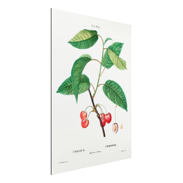 Decoración de cocinas Botany Vintage Illustration Red Cherries