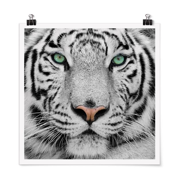 Pósters en blanco y negro White Tiger