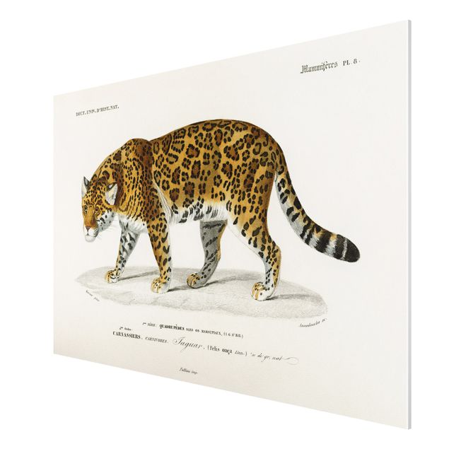Cuadros tigres Vintage Board Jaguar