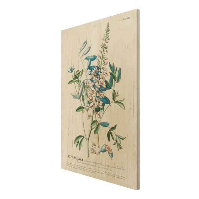 cuadros de madera vintage Vintage Botanical Illustration Legumes
