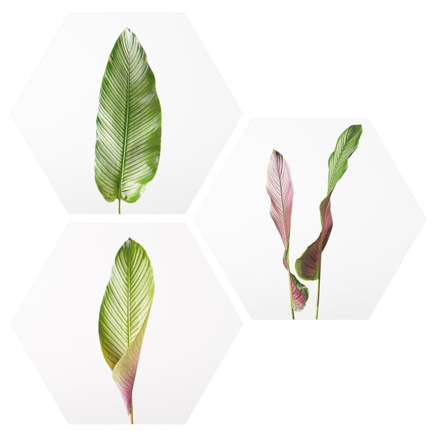 Cuadros modernos y elegantes Large Leaves Calathea Ornata