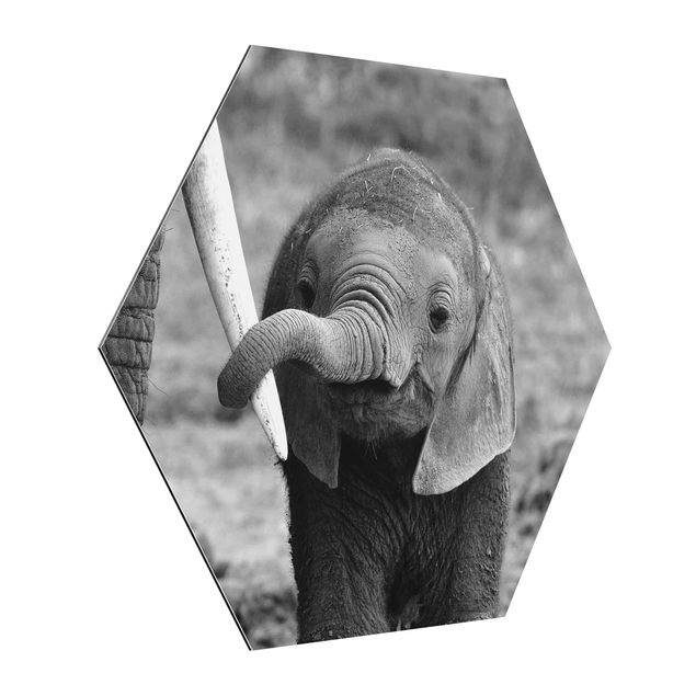 Cuadros de animales Baby Elephant