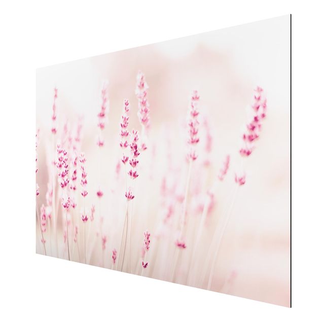 Cuadros de flores Pale Pink Lavender