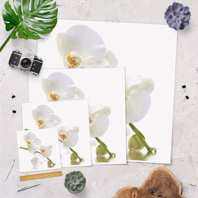 Láminas decorativas White Orchid Waters