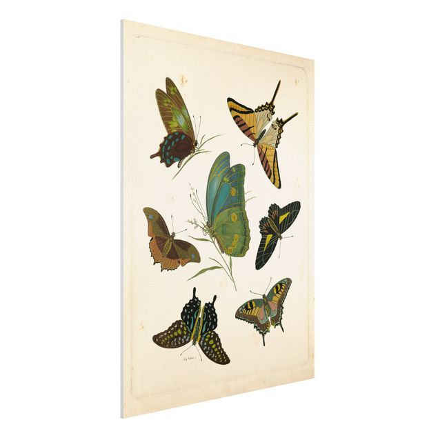 Decoración de cocinas Vintage Illustration Exotic Butterflies