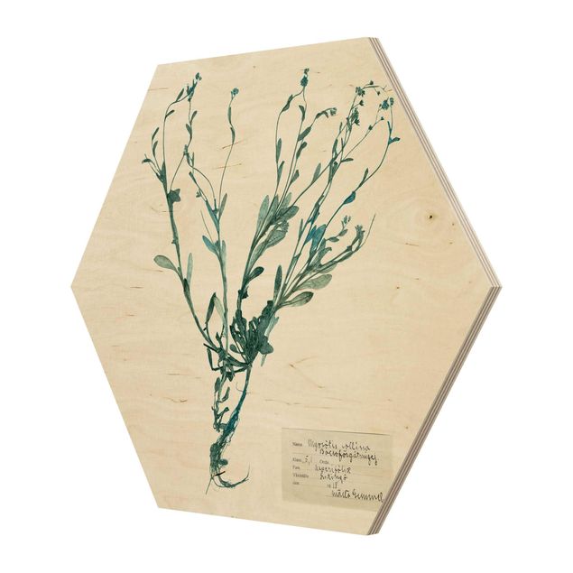 Hexagon Bild Holz - Gepresste Blumen - Vergissmeinnicht