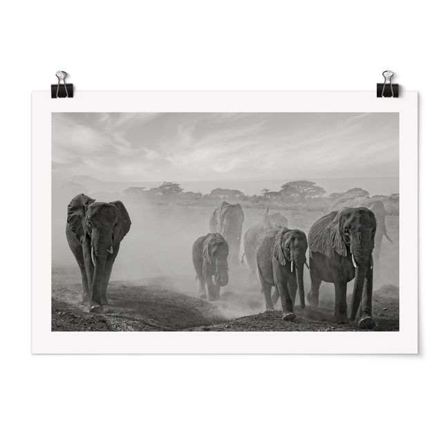 Póster blanco y negro Herd Of Elephants